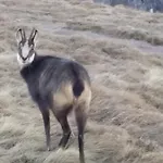 La Salamandre Апартаменты