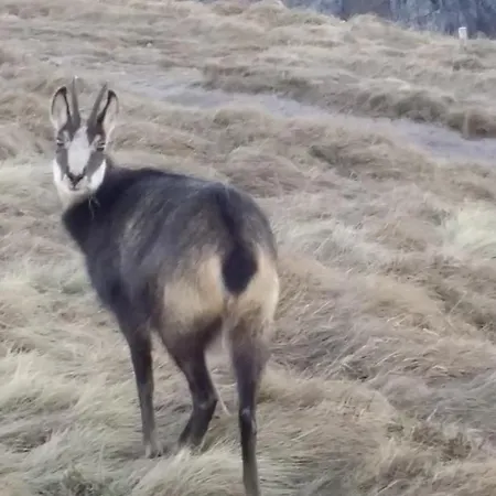 La Salamandre Appartamento