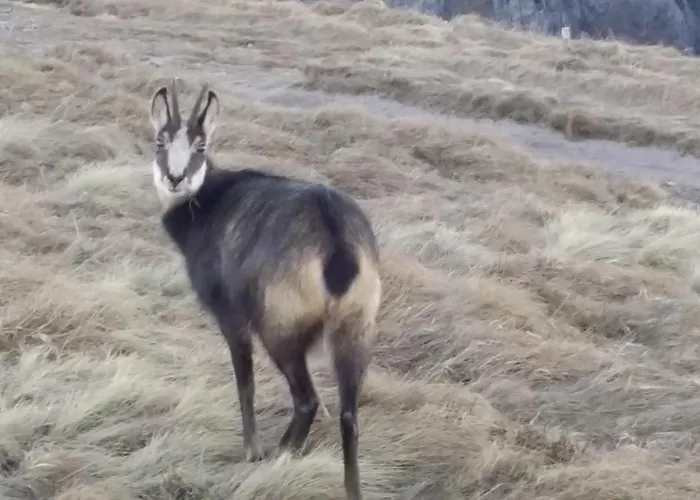 La Salamandre Διαμέρισμα